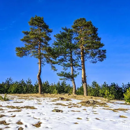 Konstantin & Zlatibor