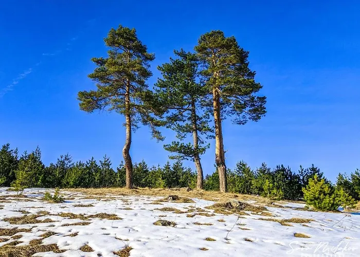 Konstantin & Zlatibor
